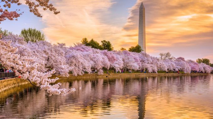 A Beautiful View of Pink Flowers Blooms in a riverside on a sunrise