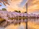 A Beautiful View of Pink Flowers Blooms in a riverside on a sunrise